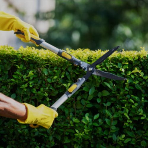 Tree Pruning